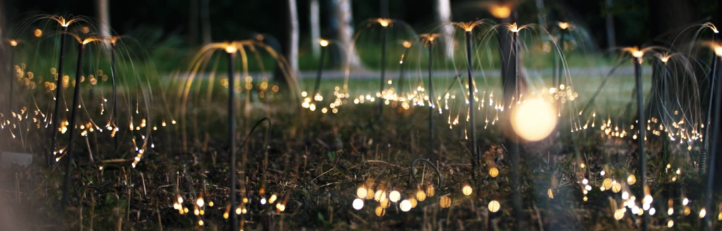 Fireflies lit up at dusk